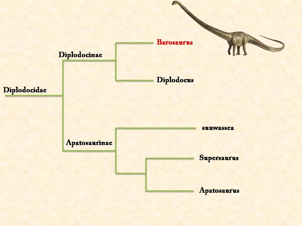 Barosaurus dinosaur family